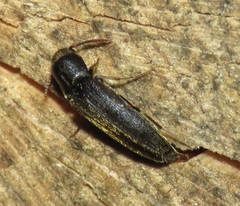 Isorhipis melasoides