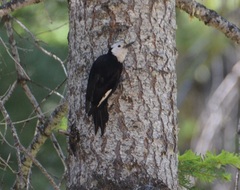 Dryobates albolarvatus