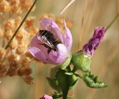 Megachile