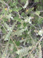 Aloysia wrightii