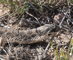 Heterodon nasicus
