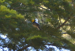 Setophaga occidentalis