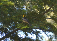 Setophaga occidentalis