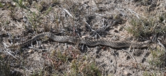 Heterodon nasicus