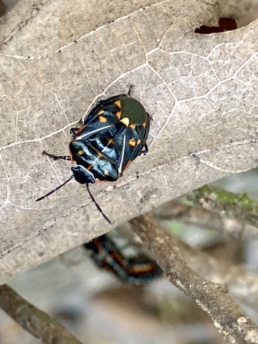 iNaturalist observation photo of Harlequin Bug