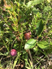 Vaccinium macrocarpon