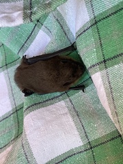 Pipistrellus