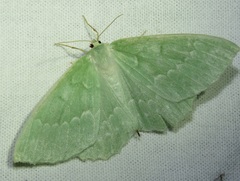 Geometra papilionaria