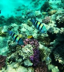 Abudefduf vaigiensis