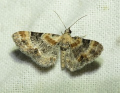 Eupithecia linariata