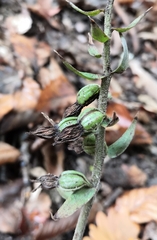 Epipactis microphylla