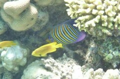 Pygoplites diacanthus