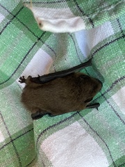 Pipistrellus