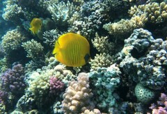 Chaetodon semilarvatus