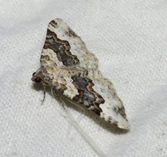 Epirrhoe galiata