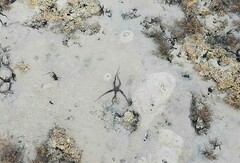 Ophiocoma scolopendrina