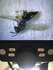 Pteromalidae