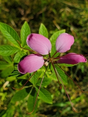 Cleome houtteana