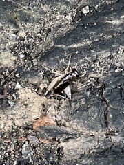 Eunemobius carolinus