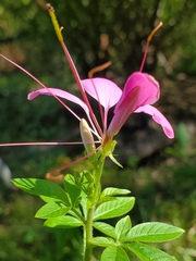 Cleome houtteana