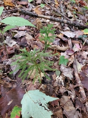 Dendrolycopodium dendroideum