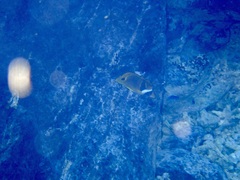 Chaetodon lunula