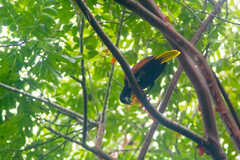 Psarocolius montezuma