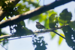 Empidonax