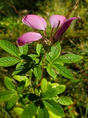 Cleome houtteana