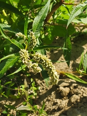 Persicaria lapathifolia