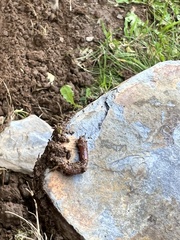 Lumbricus terrestris