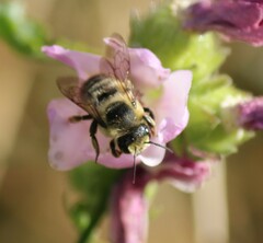 Megachile