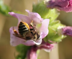 Megachile