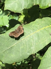 Pyrginae