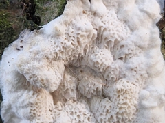 Neoantrodia serialis