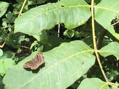 Pyrginae