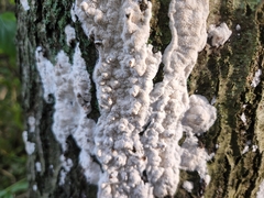 Neoantrodia serialis