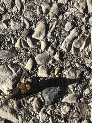 Platydracus maculosus