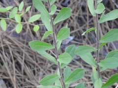 Solidagininae