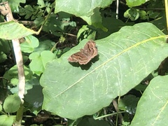 Pyrginae