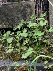 Geranium rotundifolium