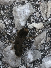 Platydracus maculosus