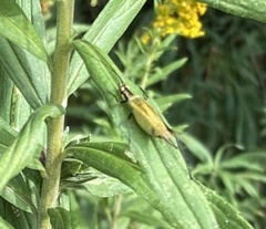 Oecanthus nigricornis