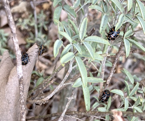iNaturalist observation photo of Harlequin Bug