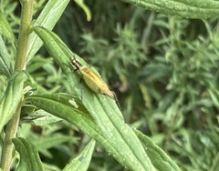 Oecanthus nigricornis