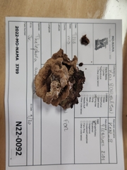 Thelephora americana