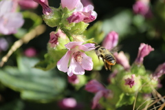 Megachile