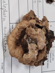 Thelephora americana