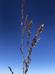 Eragrostis secundiflora