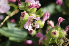 Megachile